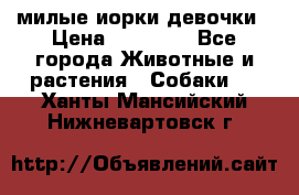 милые иорки девочки › Цена ­ 15 000 - Все города Животные и растения » Собаки   . Ханты-Мансийский,Нижневартовск г.